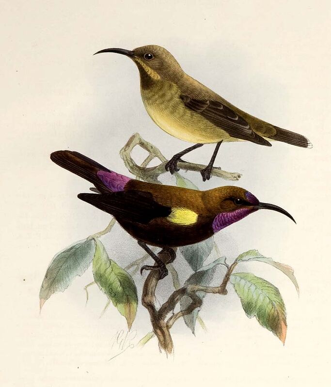 Carmelite Sunbird