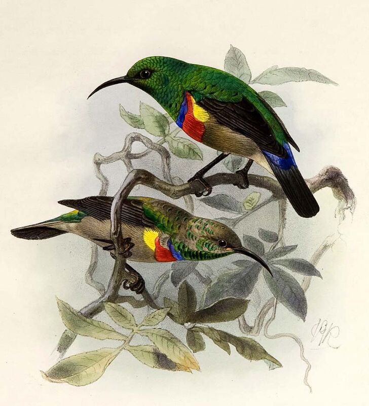 Southern Double-collared Sunbird