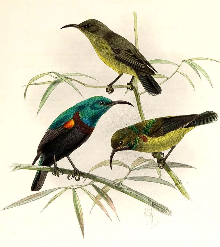 Anjouan Sunbird