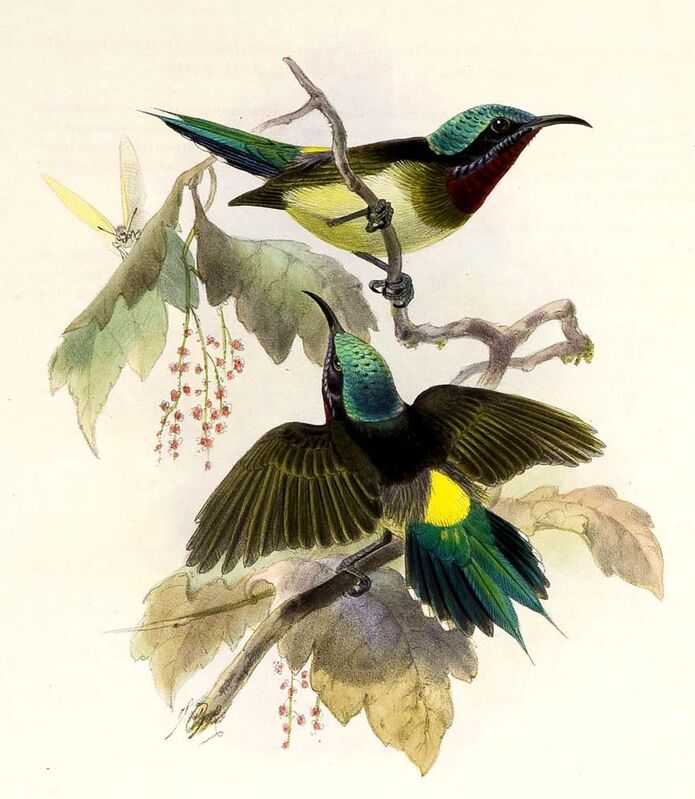 Fork-tailed Sunbird