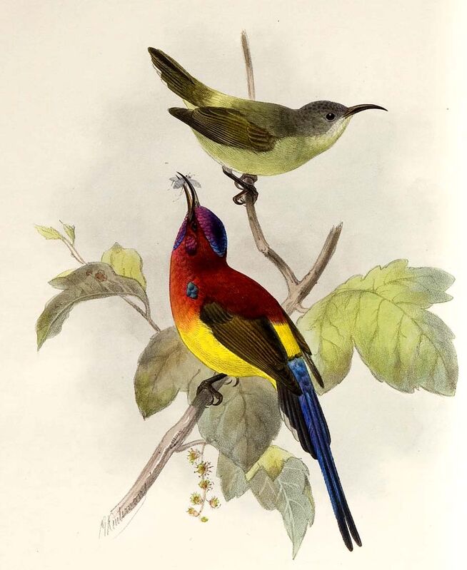 Mrs. Gould's Sunbird