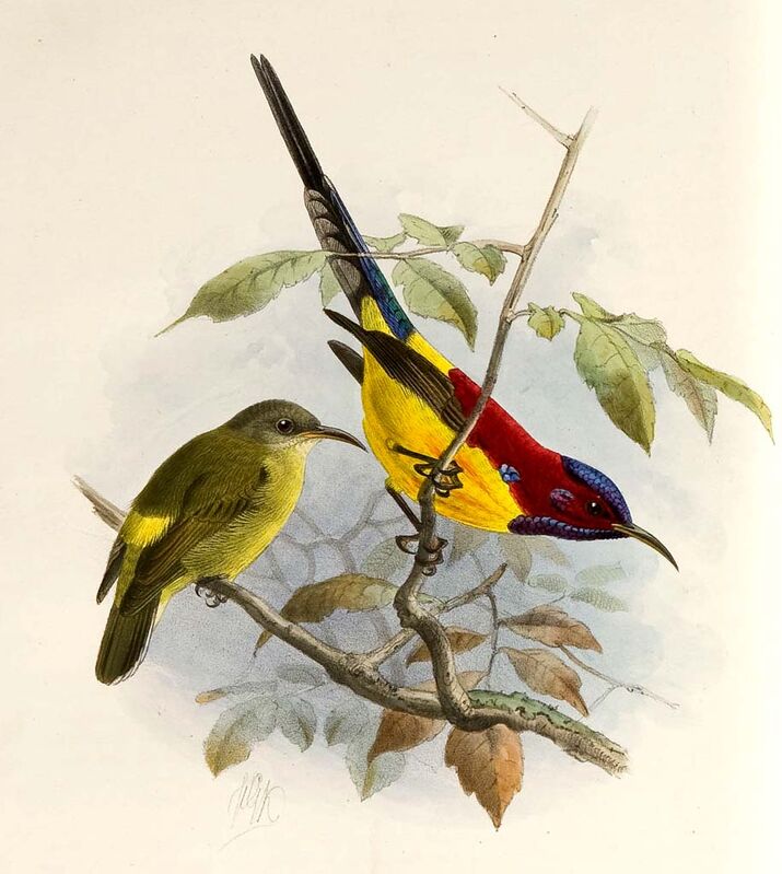 Mrs. Gould's Sunbird