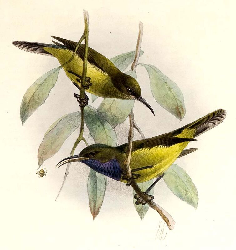 Principe Sunbird