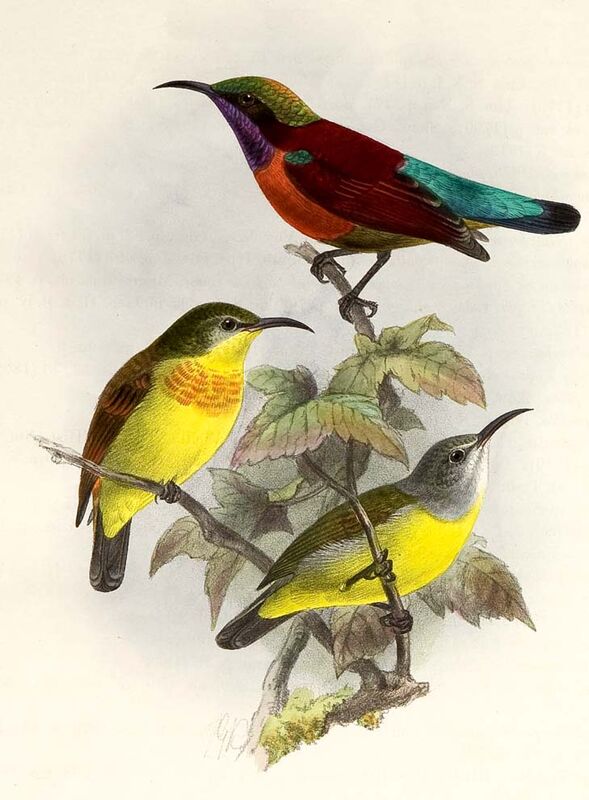 Purple-throated Sunbird