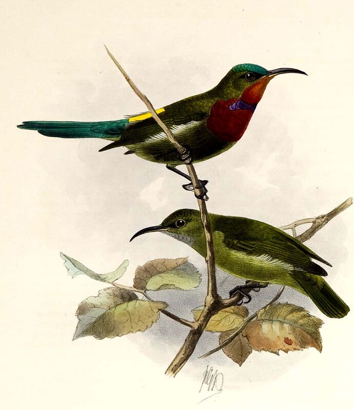 White-flanked Sunbird