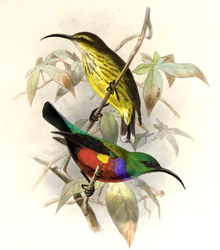 Johanna's Sunbird