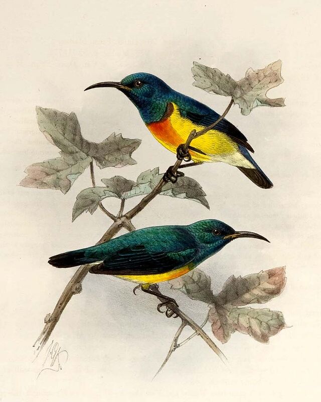 Mayotte Sunbird