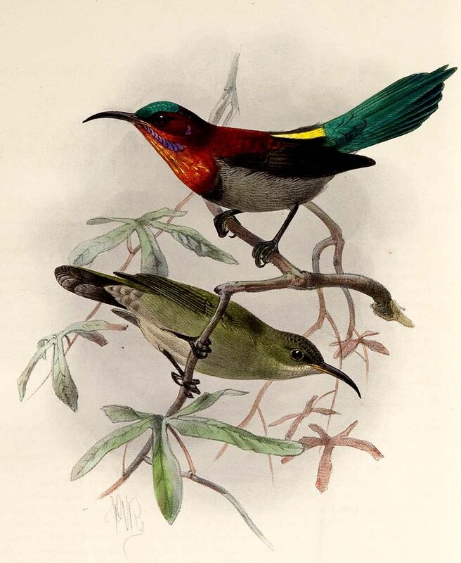 Vigors's Sunbird