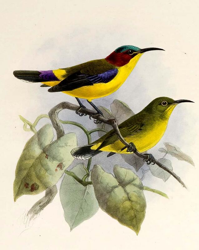 Elegant Sunbird