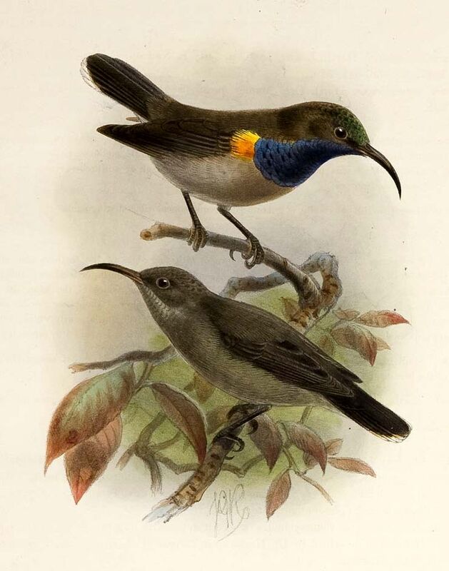 Seychelles Sunbird