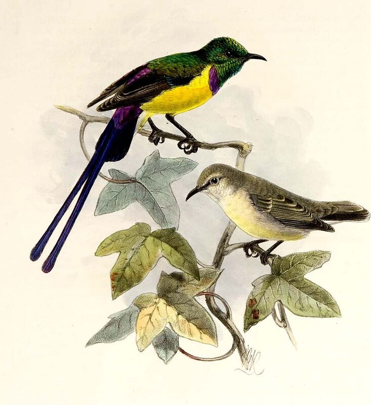 Nile Valley Sunbird