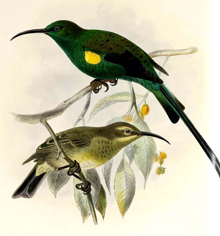 Malachite Sunbird