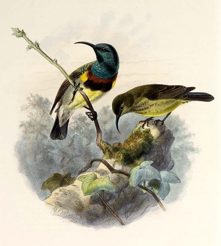 Souimanga Sunbird