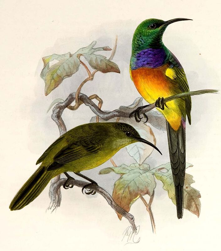 Orange-breasted Sunbird