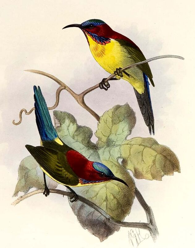 Lovely Sunbird