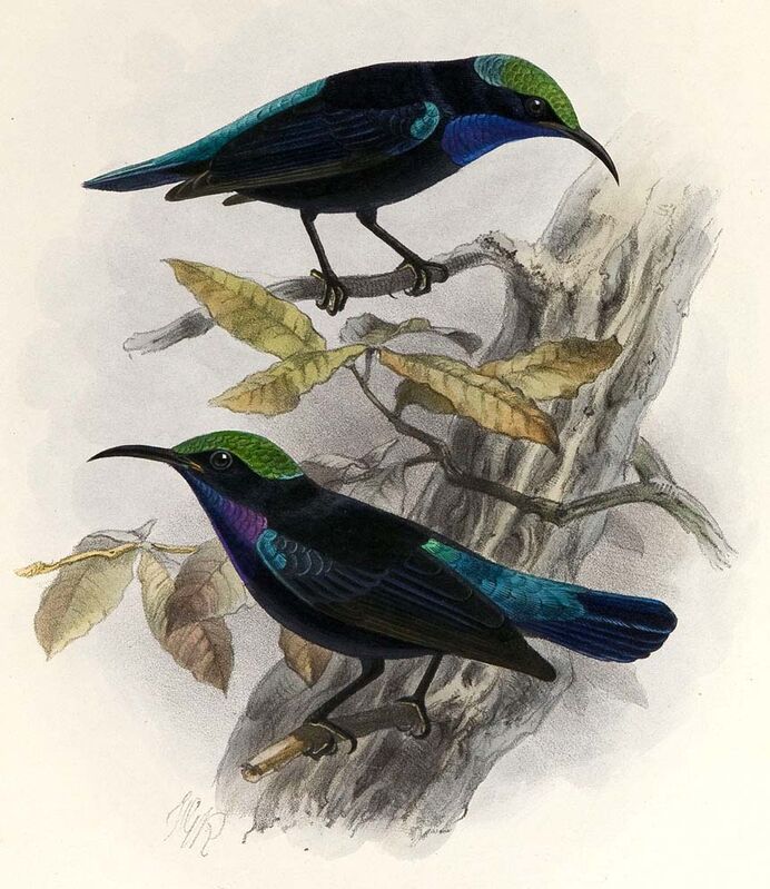 Black Sunbird