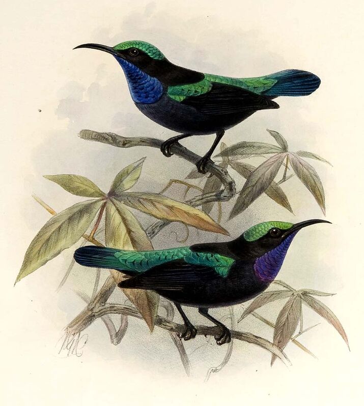 Black Sunbird