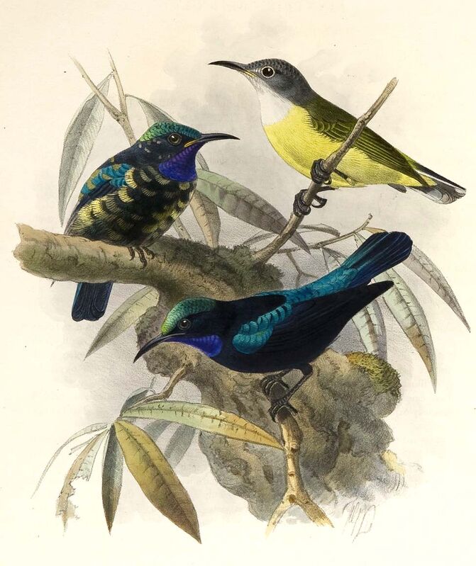 Black Sunbird