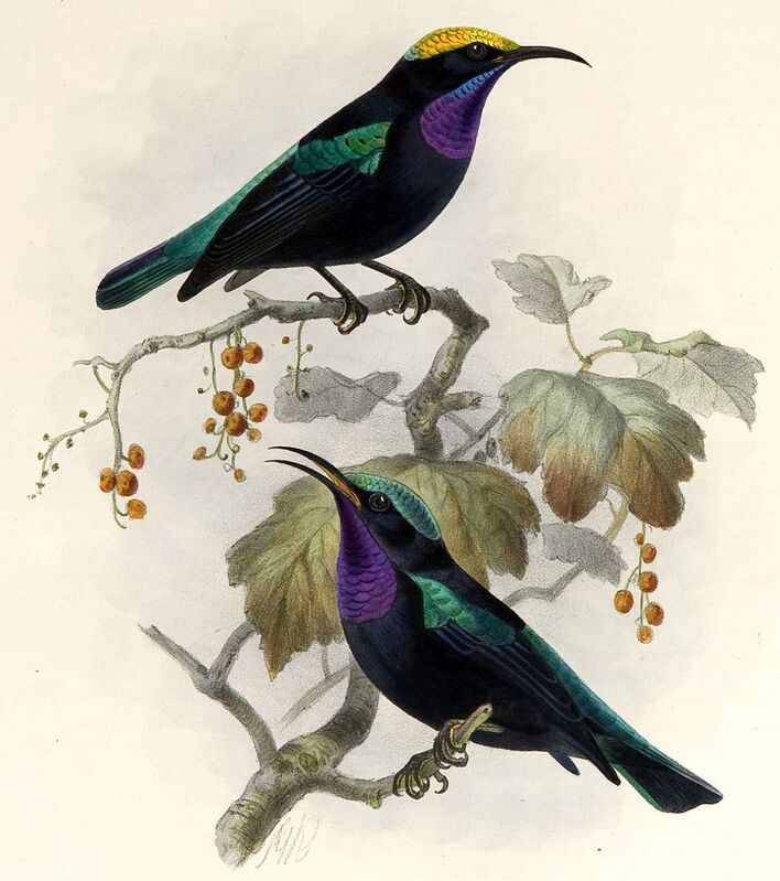 Black Sunbird