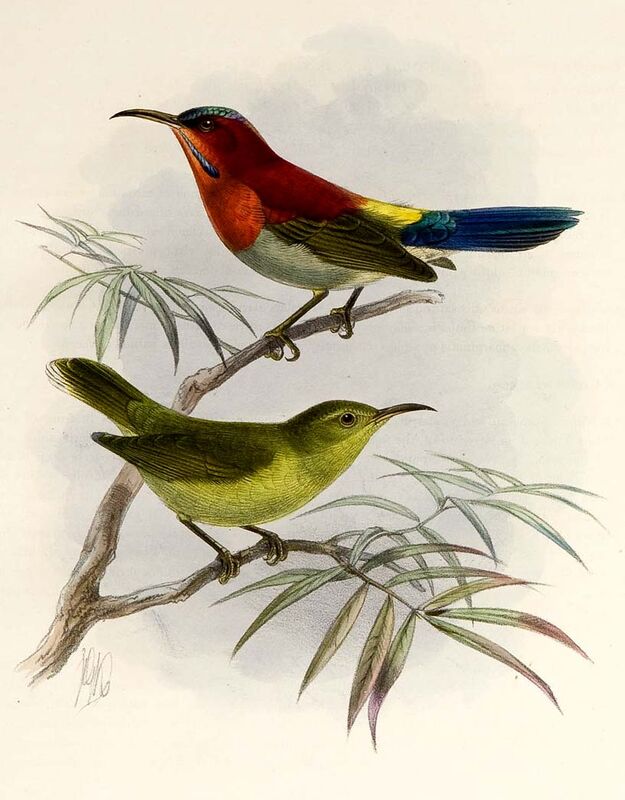 Crimson Sunbird