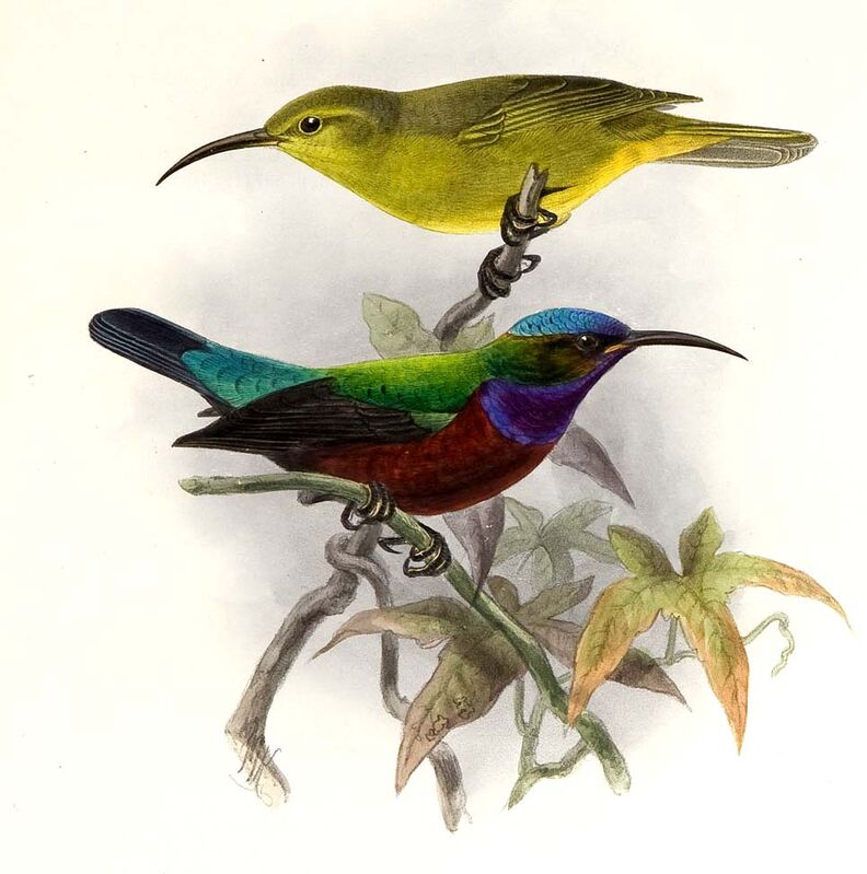 Superb Sunbird