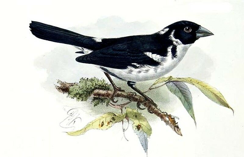 White-naped Seedeater