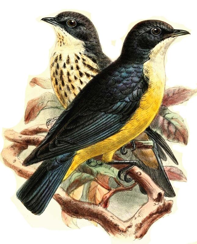 Sharpe's Starling