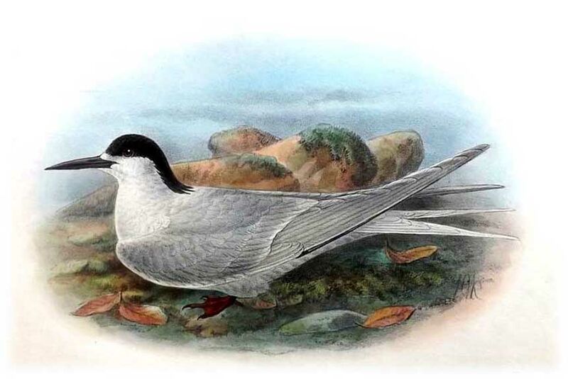 White-fronted Tern