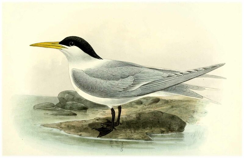 Lesser Crested Tern