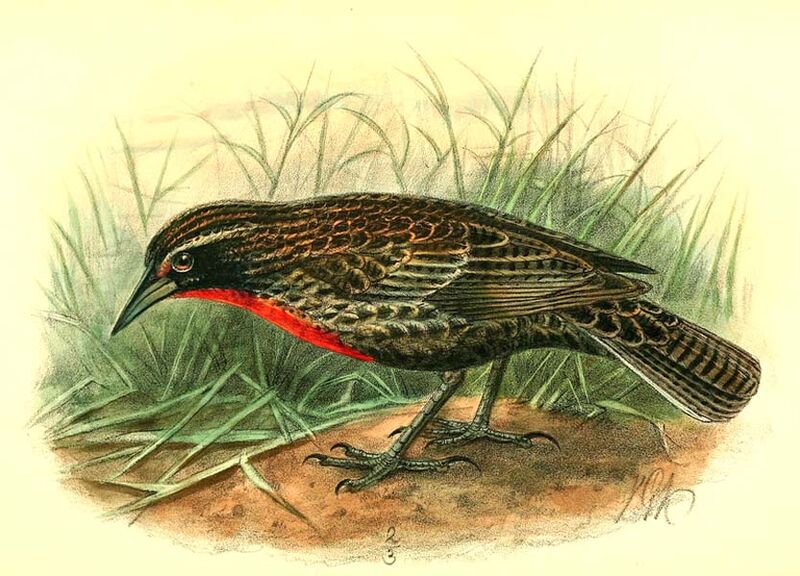 Red-breasted Meadowlark