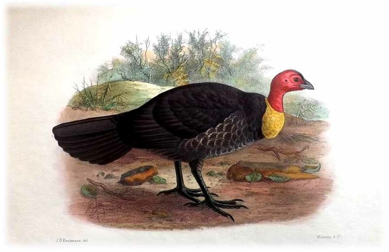 Australian Brushturkey