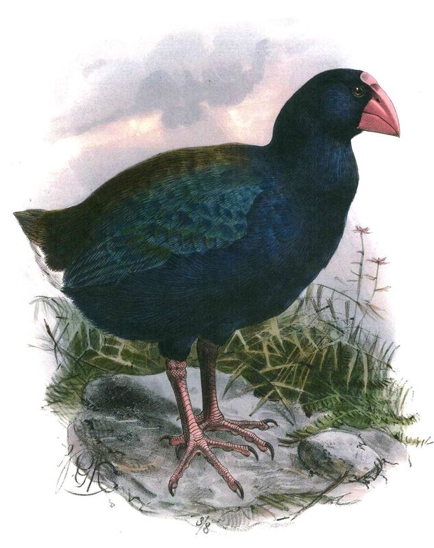 North Island Takahe