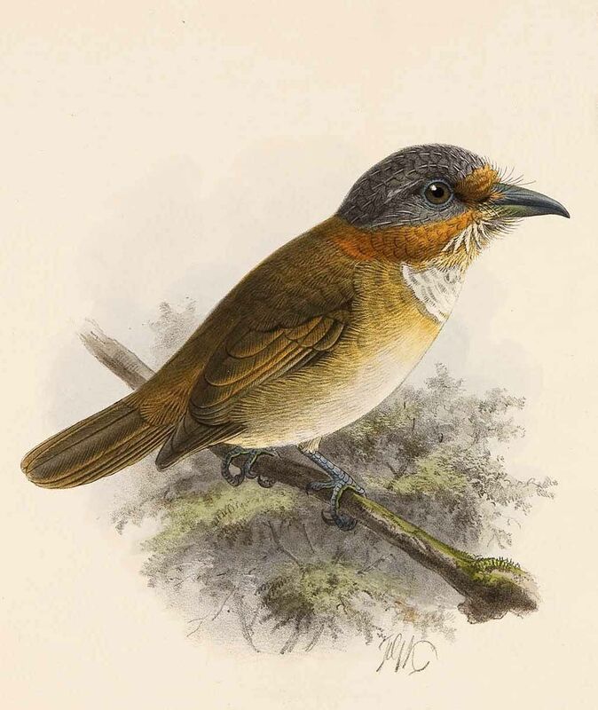 Rufous-necked Puffbird