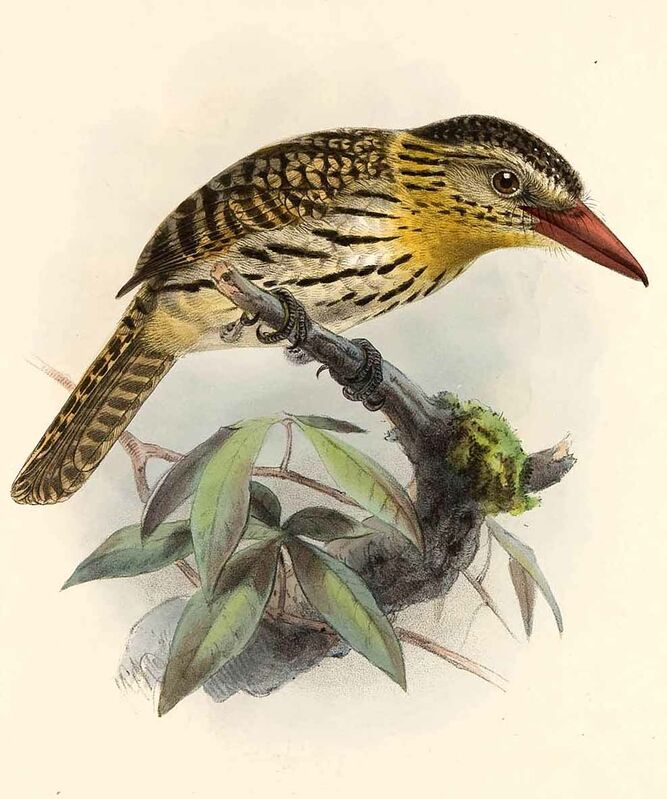 Chaco Puffbird