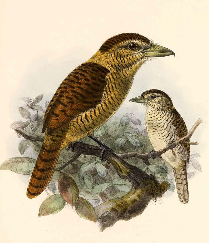 Barred Puffbird