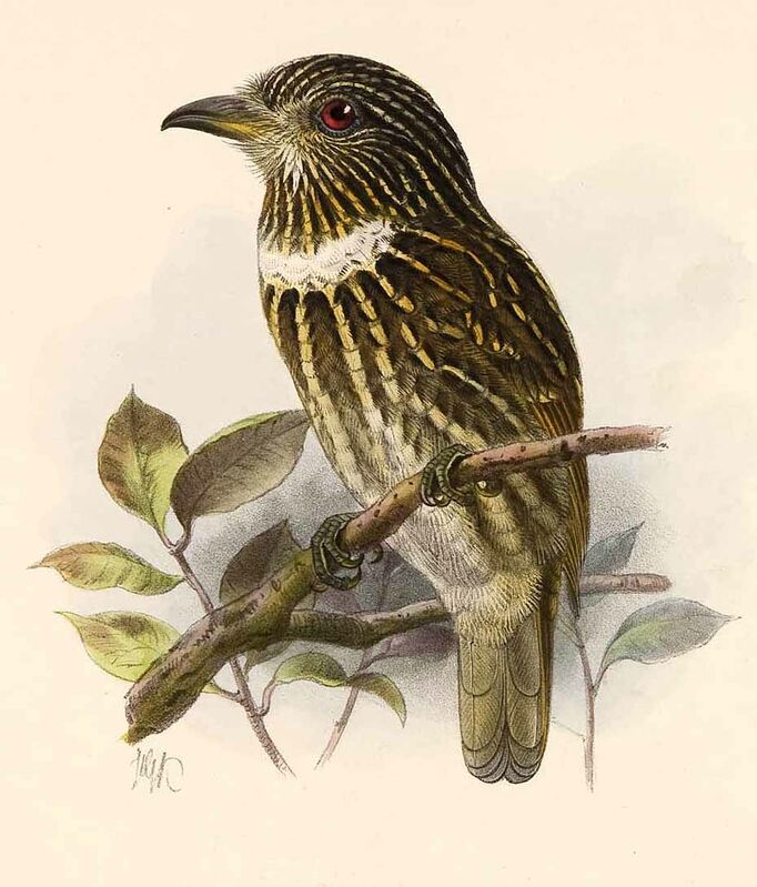 White-chested Puffbird