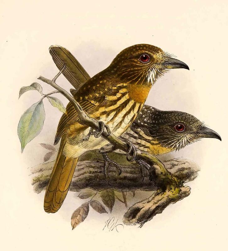 White-whiskered Puffbird