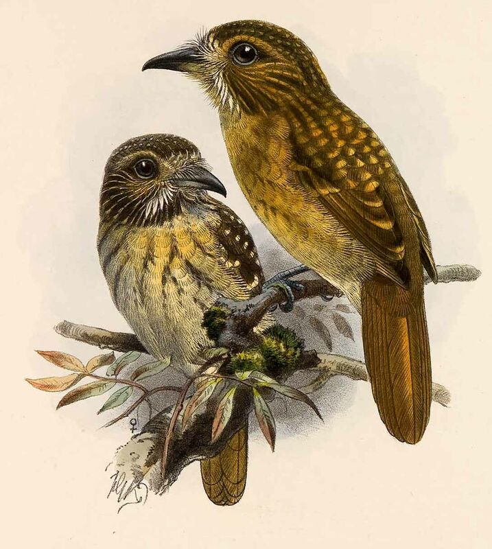 White-whiskered Puffbird