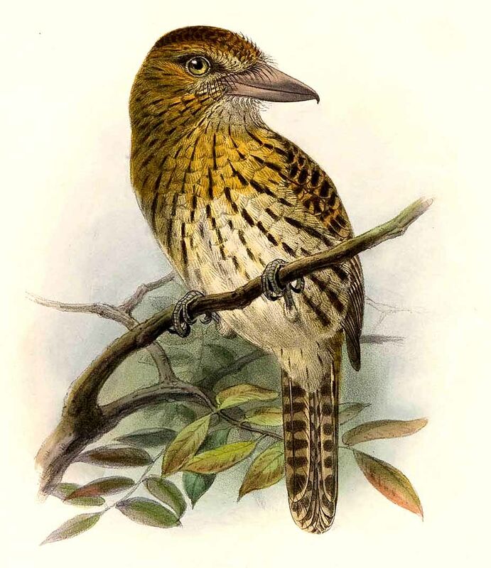 Eastern Striolated Puffbird