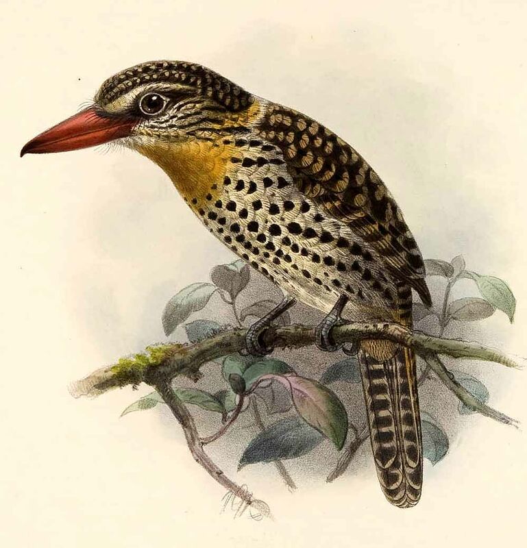 Caatinga Puffbird