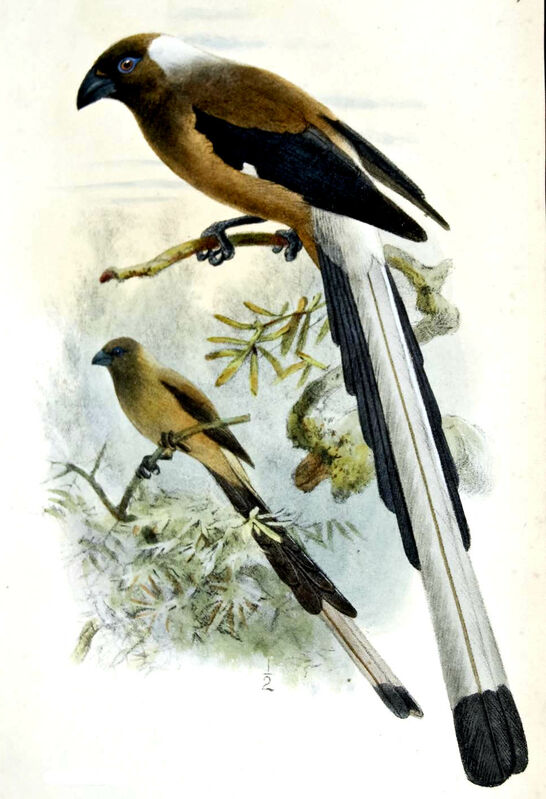 Sumatran Treepie, identification