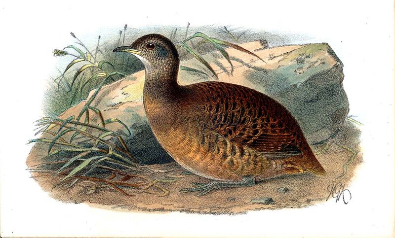 Bartlett's Tinamou