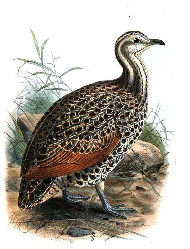 Patagonian Tinamou