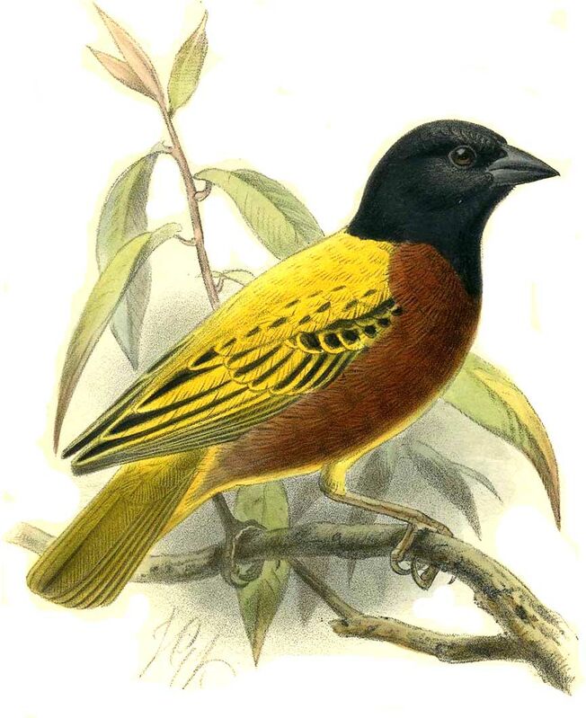 Golden-backed Weaver