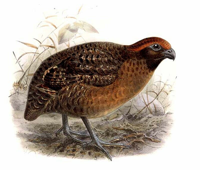 Black-eared Wood Quail