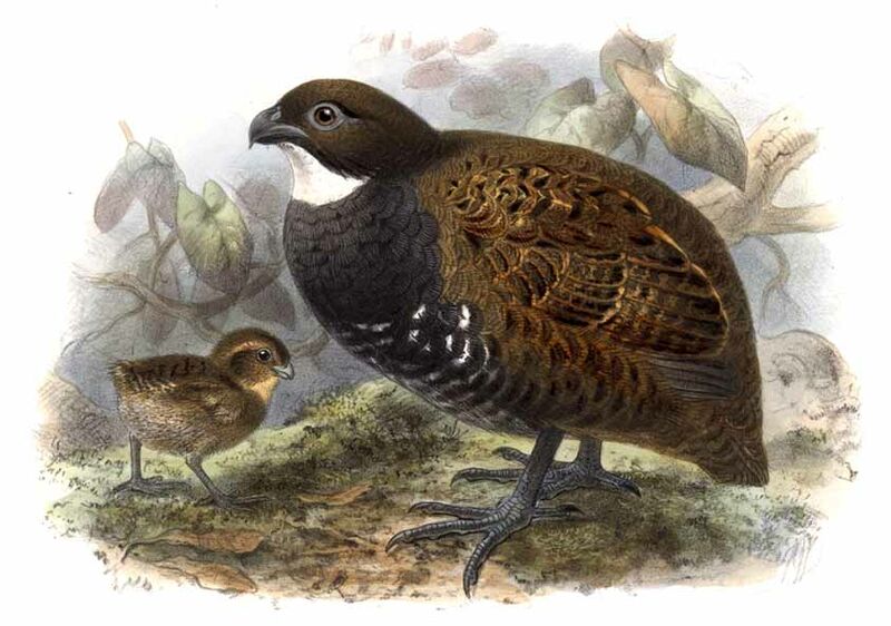 Black-breasted Wood Quail