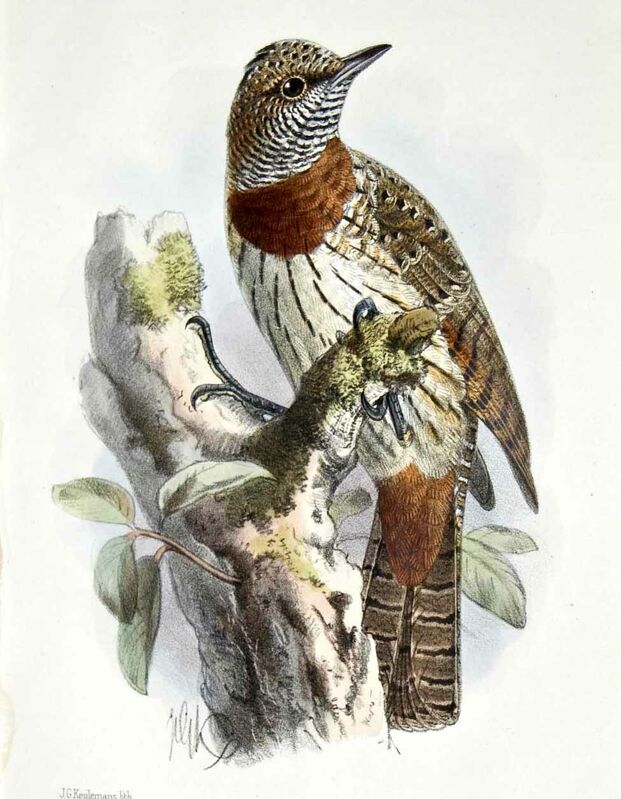 Red-throated Wryneck