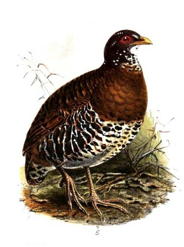 Red-billed Partridge