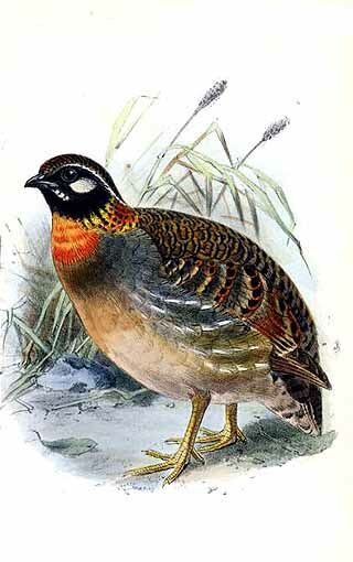 Hainan Partridge