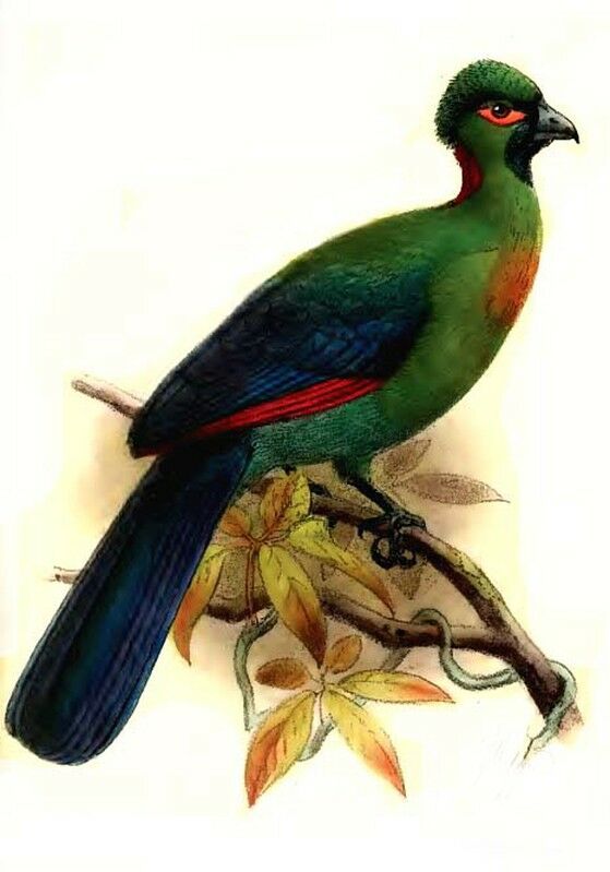 Rwenzori Turaco